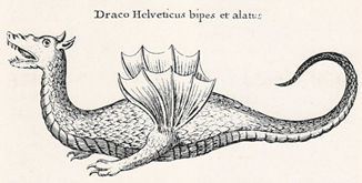 Drago bipede